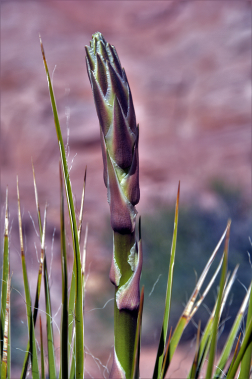 flower bud